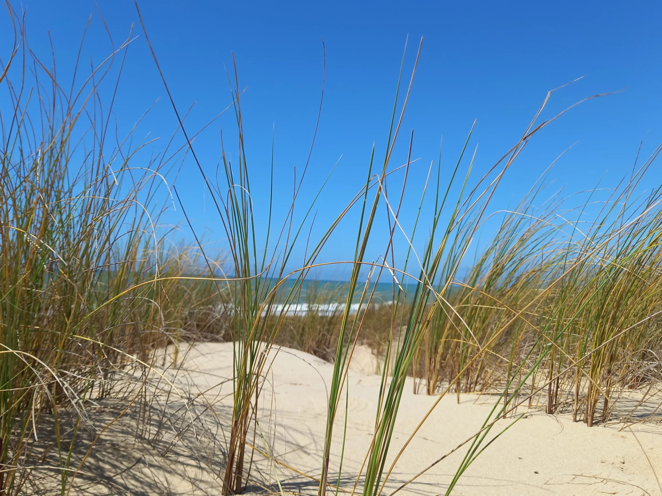 natation, vélo, course à pied, épreuve, compétition, Triathlon du galon d'or Triathlon durable